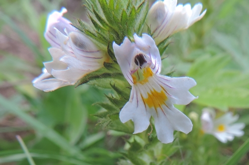 Piccolissimo fiore - Euphrasia sp.